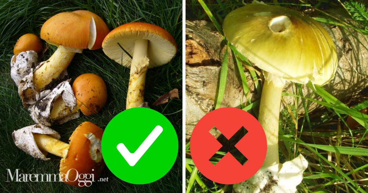 A sinistra l'ovolo buono, chiamato amanita caesarea, a destra la pericolosissima amanita phalloides