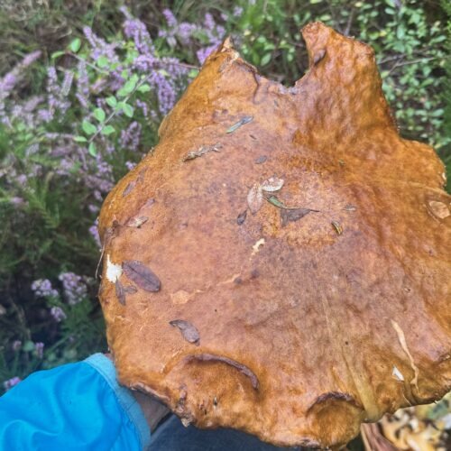 Il fungo gigante trovato da Massimo