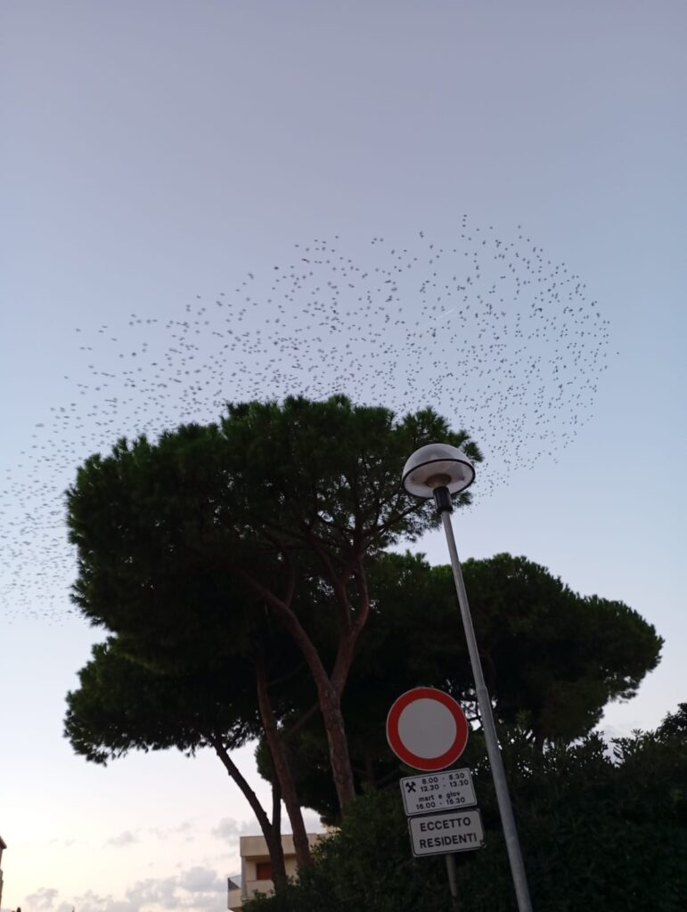 Gli alberi della scuola presi d'assalto