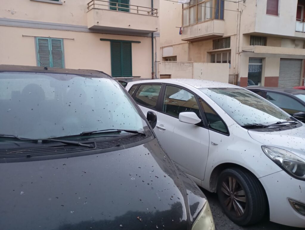 Le auto parcheggiate ricoperte di escrementi