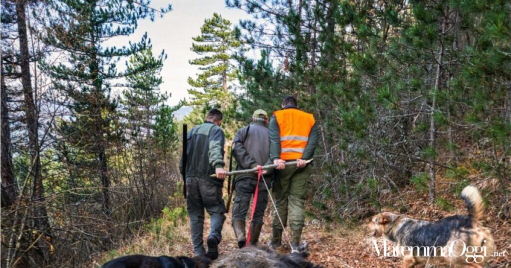 Cacciatori in Maremma durante una battuta al cinghiale