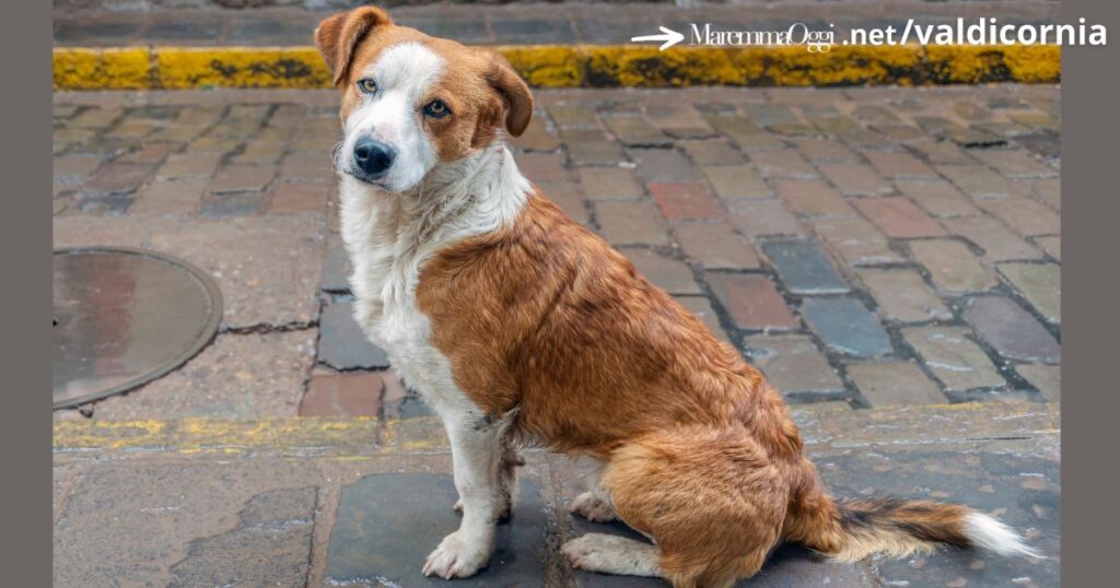 L'immagine di un cane vagante in strada