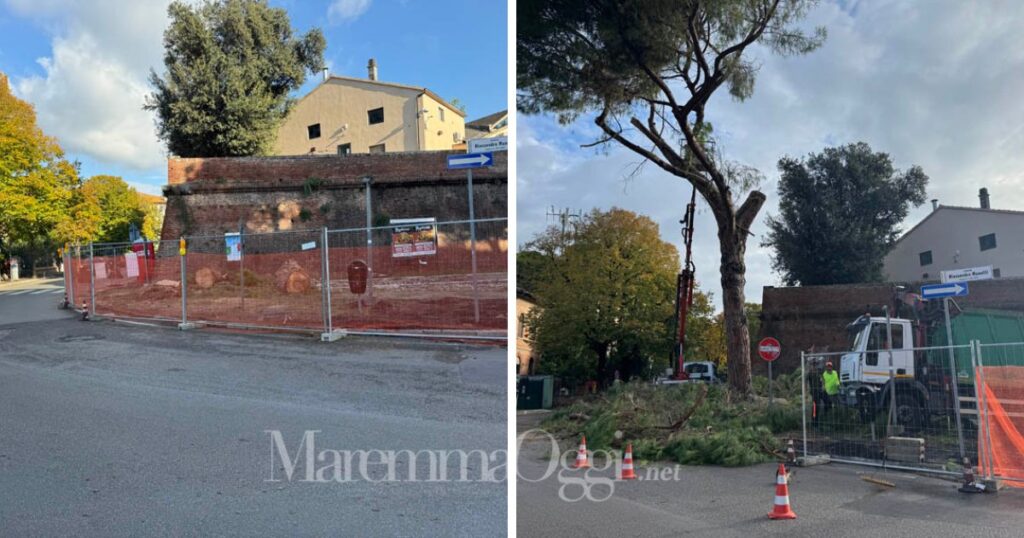 Il taglio del pino in via Manetti e quello che resta