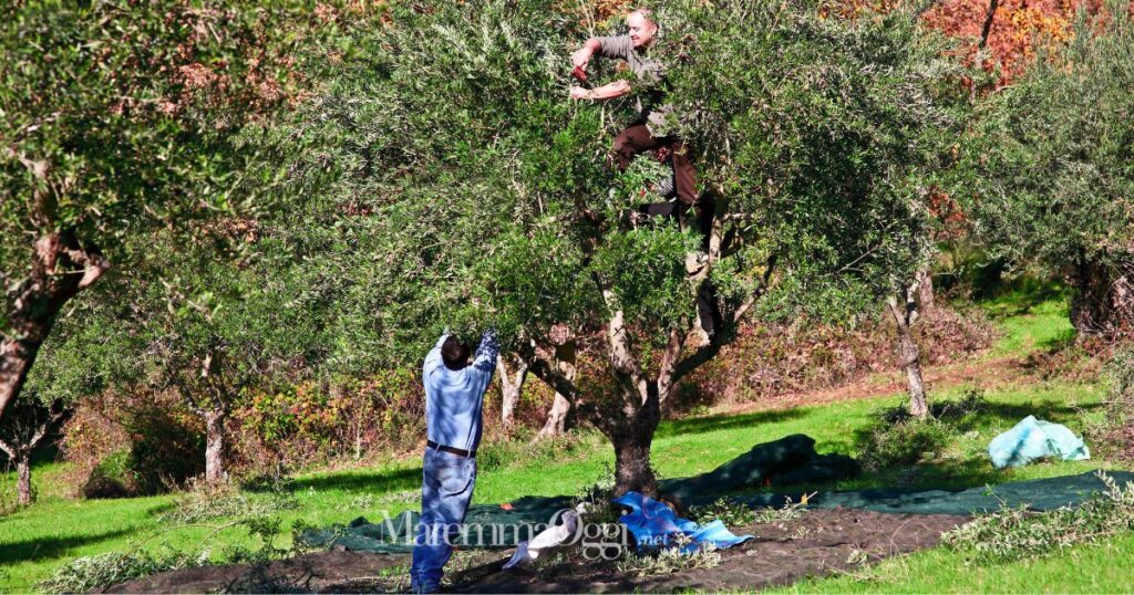 La raccolta delle olive è incominciata in Maremma