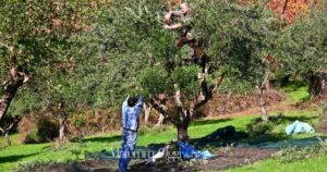 La raccolta delle olive è incominciata in Maremma