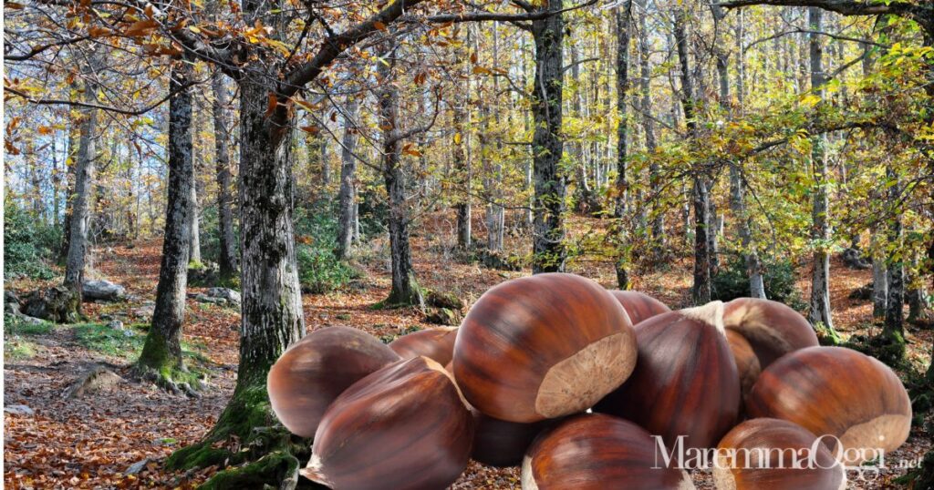 Le castagne del Monte Amiata, simbolo della Maremma