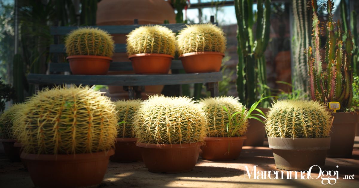 Alcune piante grasse