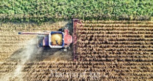 Agricoltura in Maremma, la protesta per la Pac arriva a Bruxelles