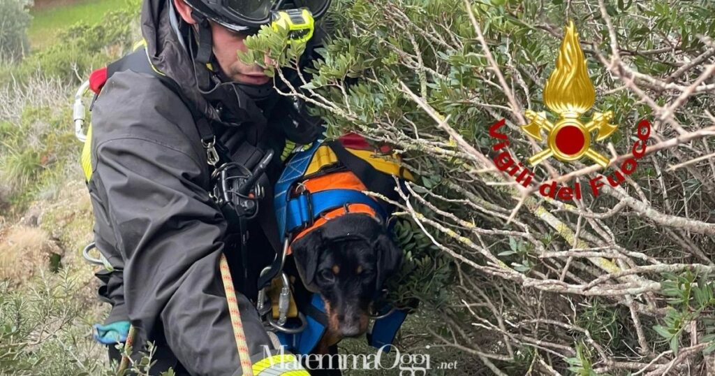 I vigili del fuoco mentre salvano il cane da caccia