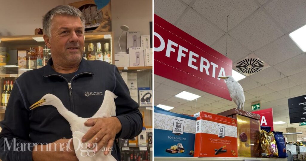 La garzetta appollaiata sullo scaffale del Carrefour
