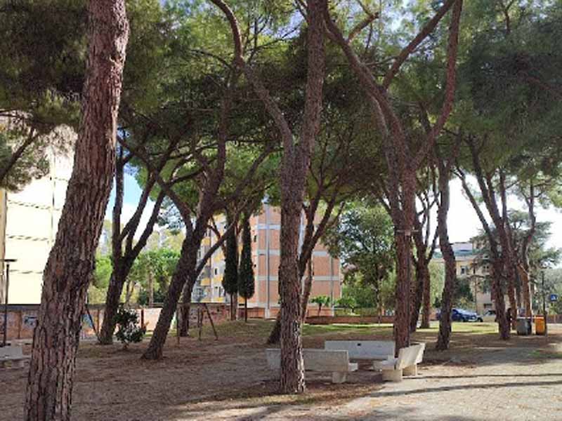 I pini nel parco di via Podgora