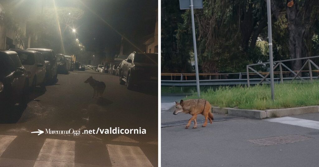 Lupi in città a Piombino, il sindaco Ferrari chiede l'attivazione della task force