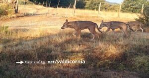 Lupi in Val di Cornia, anche il Comune di San Vincenzo mette in guardia i cittadini