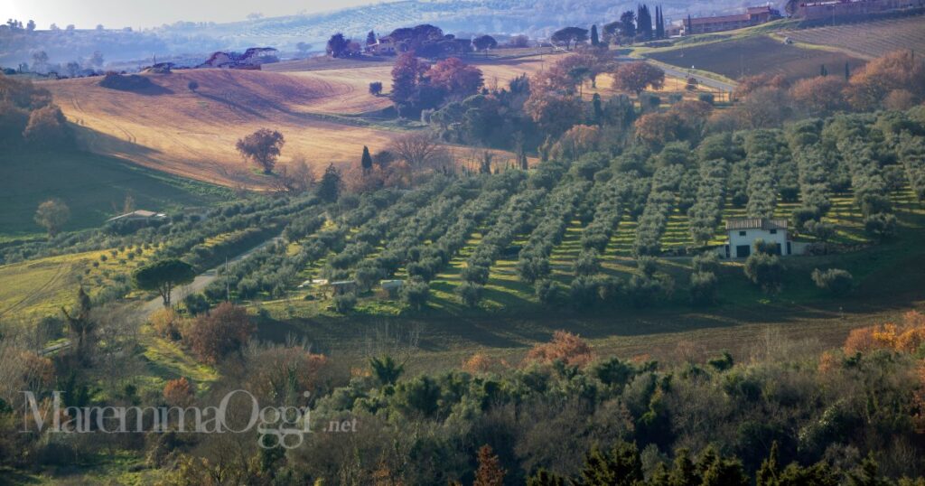 Olivi e coltivazioni in Maremma