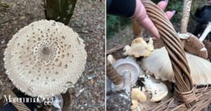 La paviciola gigante