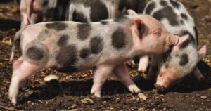 La peste suina si sta spostando verso sud in Toscana, è allarme anche in Maremma