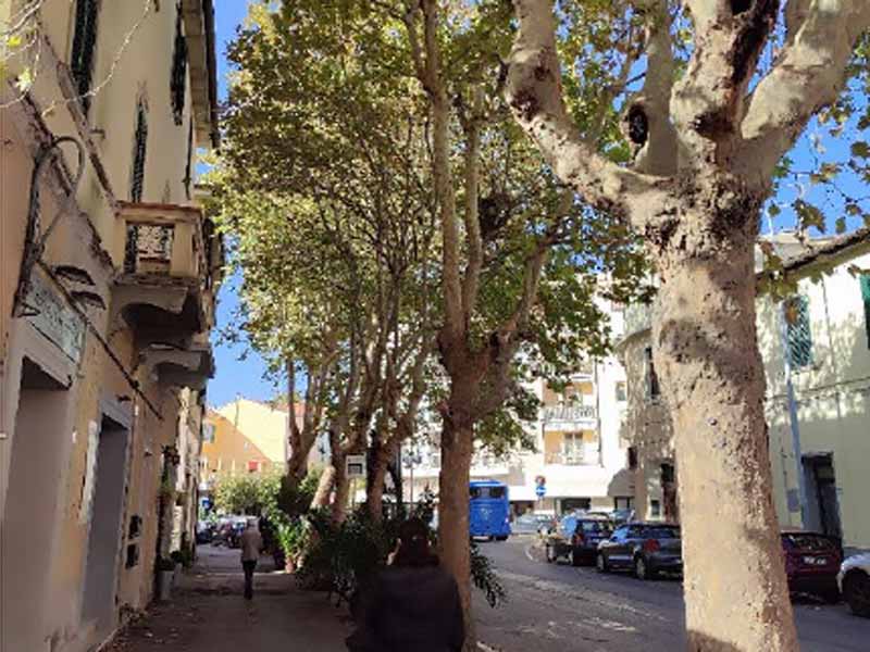 I platani di piazza Ponchielli