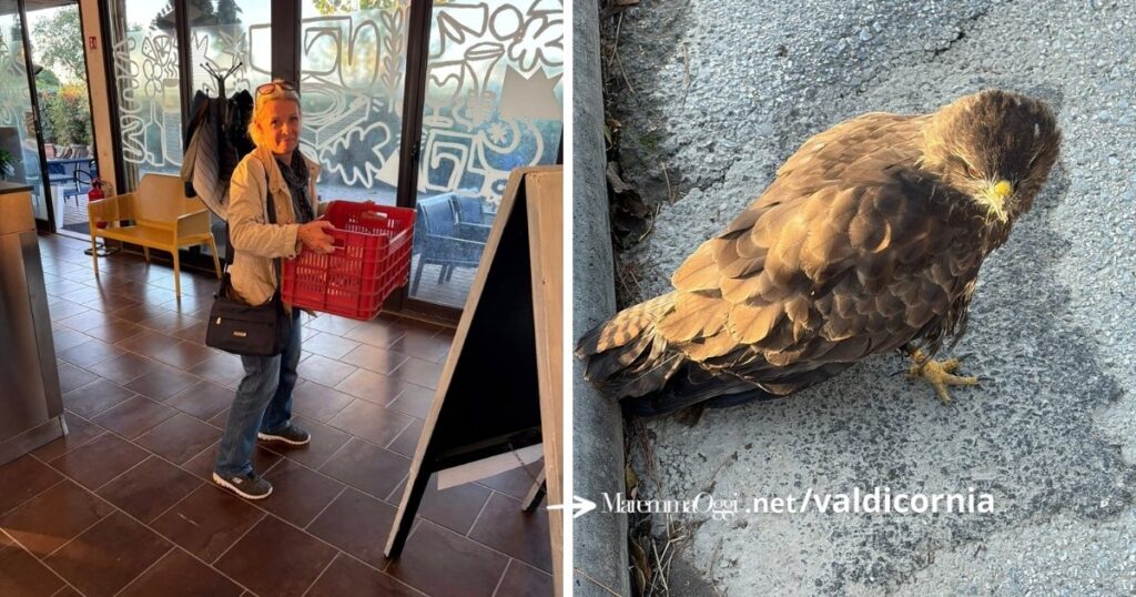 La poiana ferita e la volontaria della Lipu