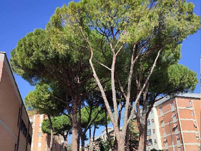 I pini della scuola Galilei