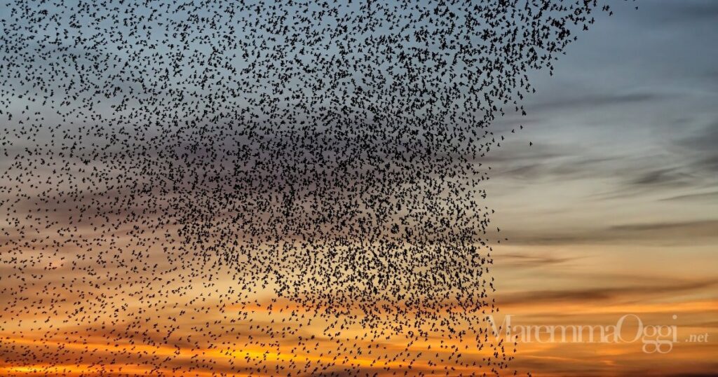 Storni in volo sul cielo di Grosseto al tramonto