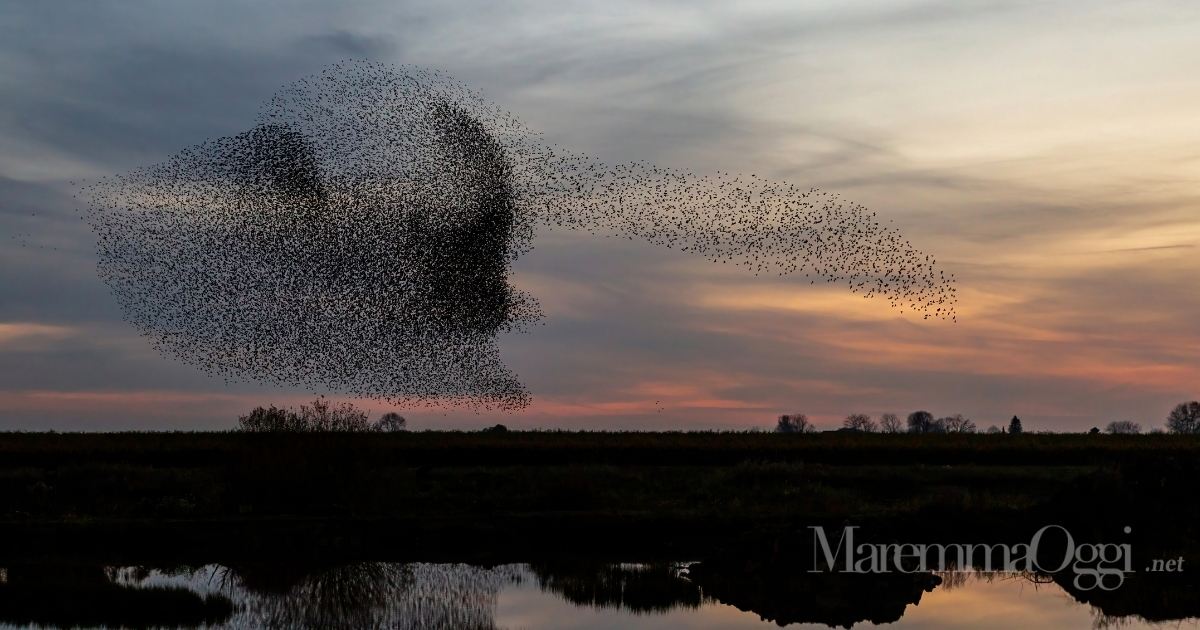 La danza degli storni