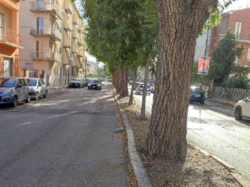 Gli alberi di via Vetulonia