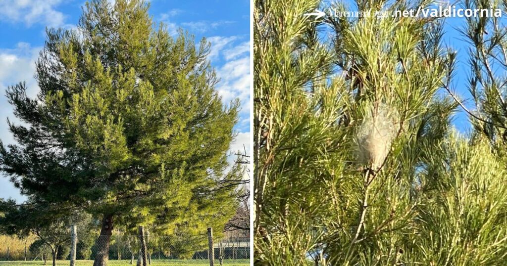 Allarme processionarie su un pino all'interno dello sgambo di Ghiaccioni