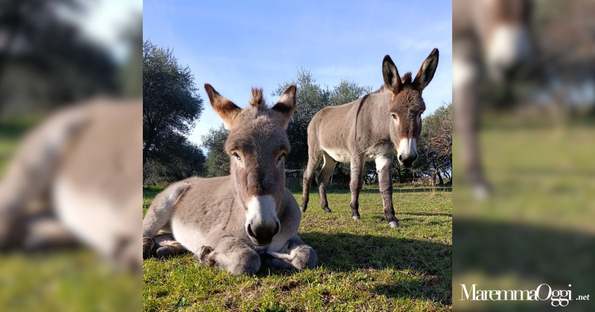 Gli asini del Monte Amiata