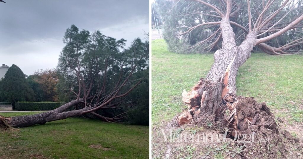 Il pino caduto in via Guatemala