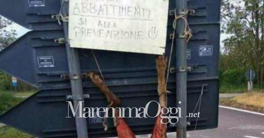 Il lupo ucciso, scuoiato e attaccato al cartello stradale