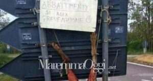 Il lupo ucciso, scuoiato e attaccato al cartello stradale