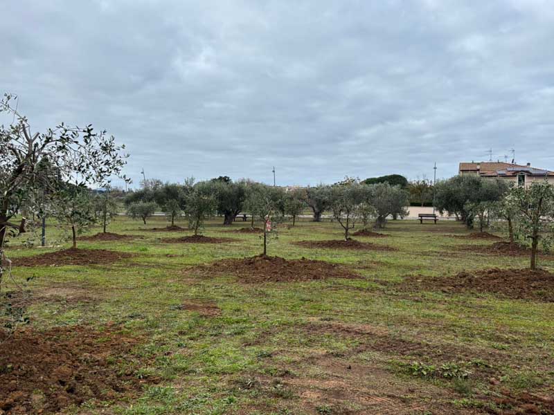 Gli olivi messi a dimora dal Comune di San Vincenzo