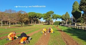 La messa a dimora dei bulbi di tulipani