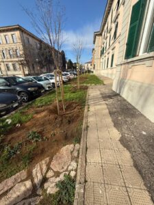 Gli alberi piantati a ridosso del marciapiede dissestato