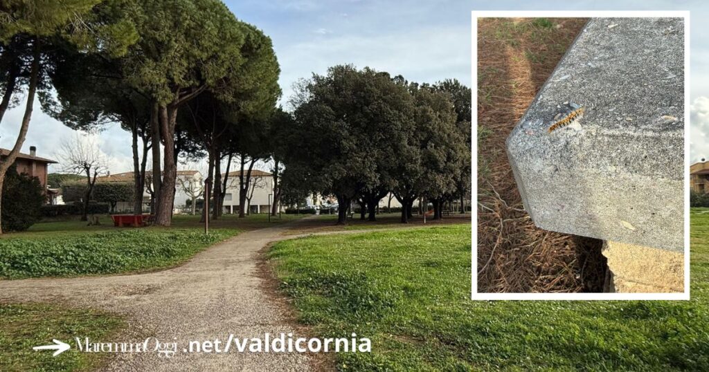 Una processionaria ai giardini di Tufaia