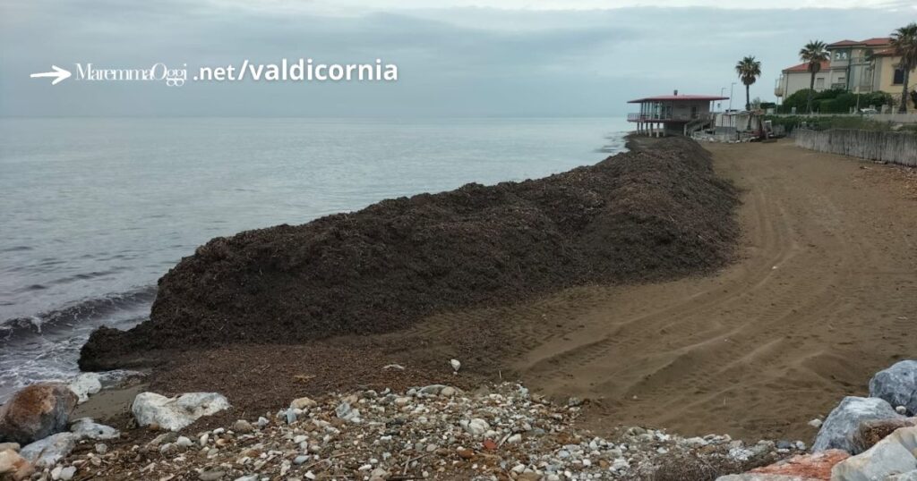 Un'immagine della posidonia a San Vincenzo