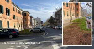 Via Torino, le piantumazioni troppo vicine al marciapiede