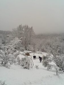 Due cavalli all'ingresso di Travale