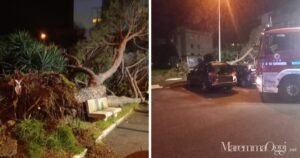Il pino caduto in via Rovetta