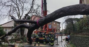 Il pino caduto sulla strada a Scansano