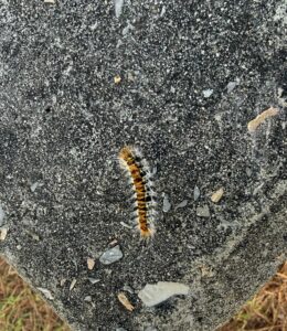Una processionaria al parco di Tufaia