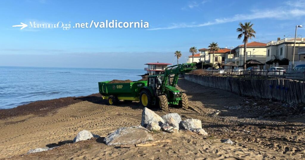 La posidonia oceanica sulla spiaggia di San Vincenzo