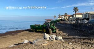 La posidonia oceanica sulla spiaggia di San Vincenzo