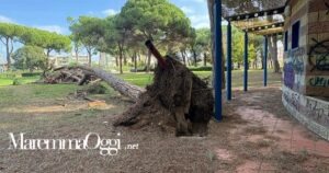 Il pino caduto vicino alla chiesa