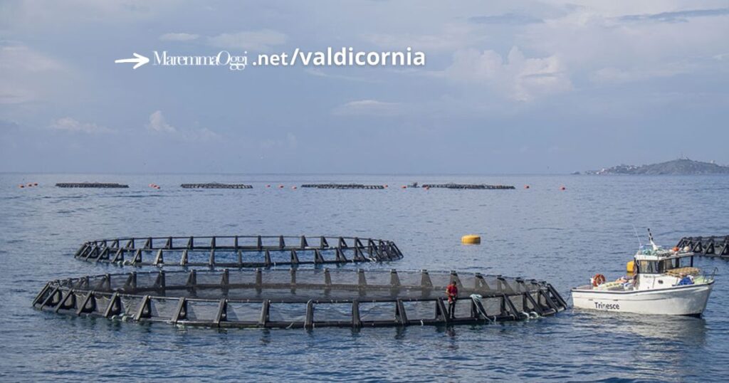 Alcuni degli impianti di Agroittica nel golfo di Follonica (foto Flag Golfo degli Etruschi)