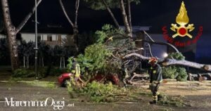 Il pino caduto in via Monterosa