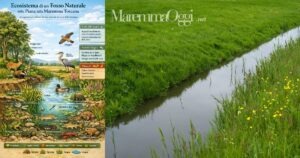 L'ecosistema di un fosso e un fosso