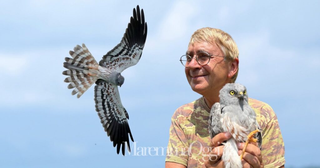 Giampiero Sammuri con un'albanella minore