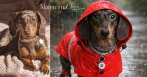 Haira, la bassotta influencer