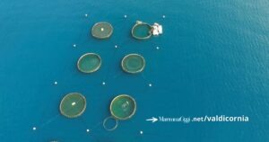 Alcuni degli impianti di Agroittica nel golfo di Follonica (foto Flag Golfo degli Etruschi)